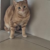 Roucky, chat à adopter