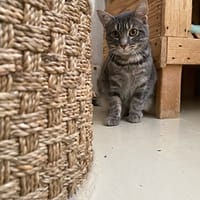 Sarabell, chatte à adopter