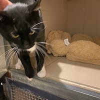 Vornax, chat à adopter