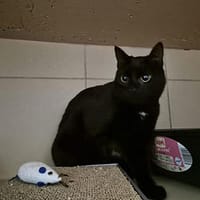 Voyou, chat à adopter