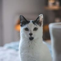 STARK, chat à adopter