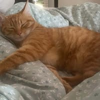 NARU, chat à adopter