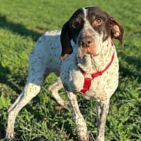 SANDY (Animalea), chienne à adopter