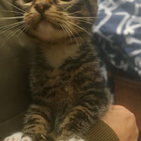 Shikiro, chat à adopter