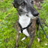 ROMEO ( Animalea), chien à adopter