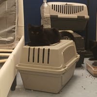 Arom, chatte à adopter