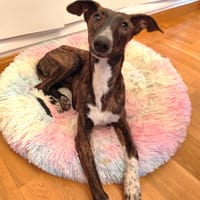 QUESO (Animalea ), chien à adopter