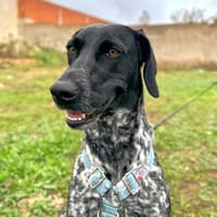 MIKA ( Animalea ), chienne à adopter