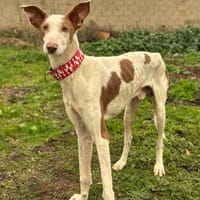 ENZO  (Animalea), chien à adopter