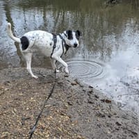 Vador l'adorable petit guerrier tripatte, chien à adopter