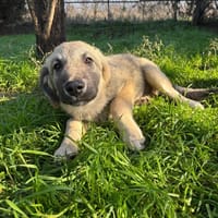 padu, chien à adopter