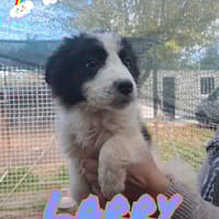 LARRY maschietto, cane da adottare