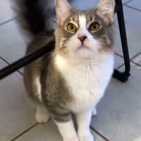 MARLO, chat à adopter