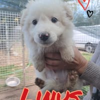 LINUS cucciolo dolcissimo, cane da adottare