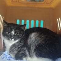 Miciek, kot do adopcji