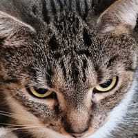 Karolcia, kotka do adopcji