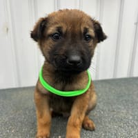 ENZO (Los Reyes), chien à adopter