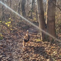 L'Amour de LUCY, chienne à adopter