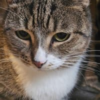 Inez, kotka do adopcji