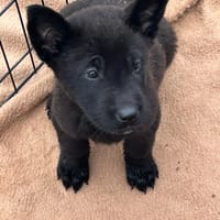 HERA (Los Reyes), chienne à adopter