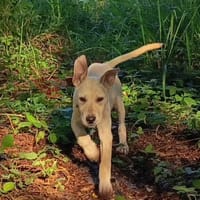 Sunka le beau gosse, chien à adopter