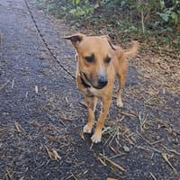 AÏKO la douceur, chien à adopter