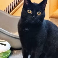 Czarusia, kotka do adopcji