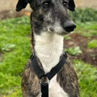 KODA ( Animalea ), chien à adopter