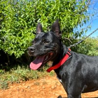 BLACKY (Animalea), chien à adopter