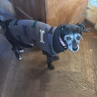 DARLING, chienne à adopter