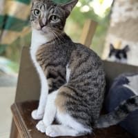 TOM, chat à adopter