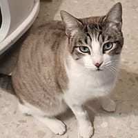 HORUS, chat à adopter