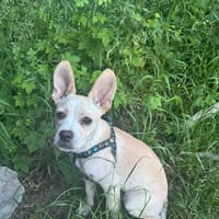 Teo, pies do adopcji