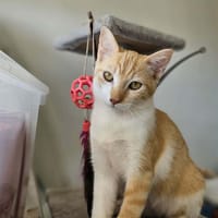 🐾   Bennington, femelle X européen née le 05/09/2025 🐱, chatte à adopter