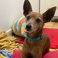 Tchoupi, mâle X Pinscher né le 01/01/2017🐶, chien à adopter