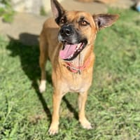 Oona, femelle croisée chien de berger belge, née le 01/07/2024, chienne à adopter