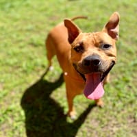 Omy, mâle croisé berger, né le 31/01/2024🐶, chien à adopter