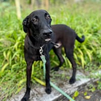 Dusty, mâle croisé berger, né le 15/06/2025 🐶, chien à adopter
