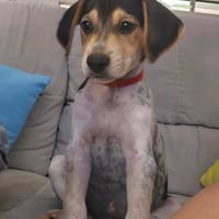 TIAGO le petit beau gosse, chien à adopter