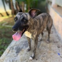Donna, femelle, croisée berger, née le 10/09/2023, chienne à adopter