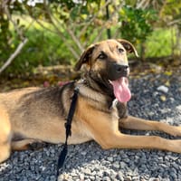 Câline, femelle croisée berger née le 01/06/2025, chienne à adopter