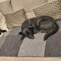 Cola, suczka do adopcji