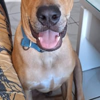 Barton, mâle croisé berger, né le 15/06/2025, chien à adopter