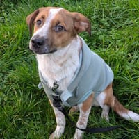 Amore, mâle X berger né le 03/05/2025, chien à adopter