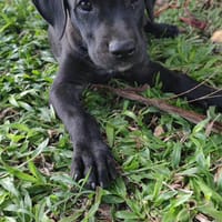 Zack, mâle Xberger né le 15/10/2025, chien à adopter
