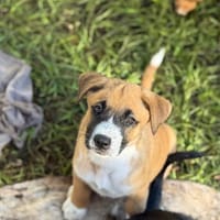 Zahara, femelle croisée berger, née le 01/11/2025 🤍, chienne à adopter