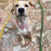 Tyna, femelle X croiser berger , née le 15/08/2025, chienne à adopter