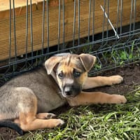 Thalie, femelle croisée berger, née le 01/11/2025 🤍, chienne à adopter