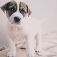 Roach, mâle berger, né le 01/11/2025 🤍, chien à adopter