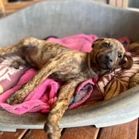 Ototo, mâle X croisé né le 21/09/2025, chien à adopter